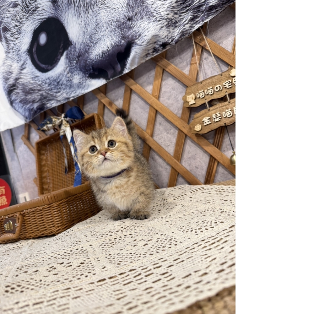 黑金漸層曼赤肯㊚弟弟 （☆已有家★）