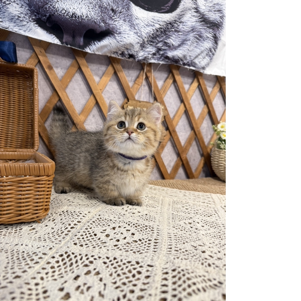 黑金漸層曼赤肯㊚弟弟 （☆已有家★）