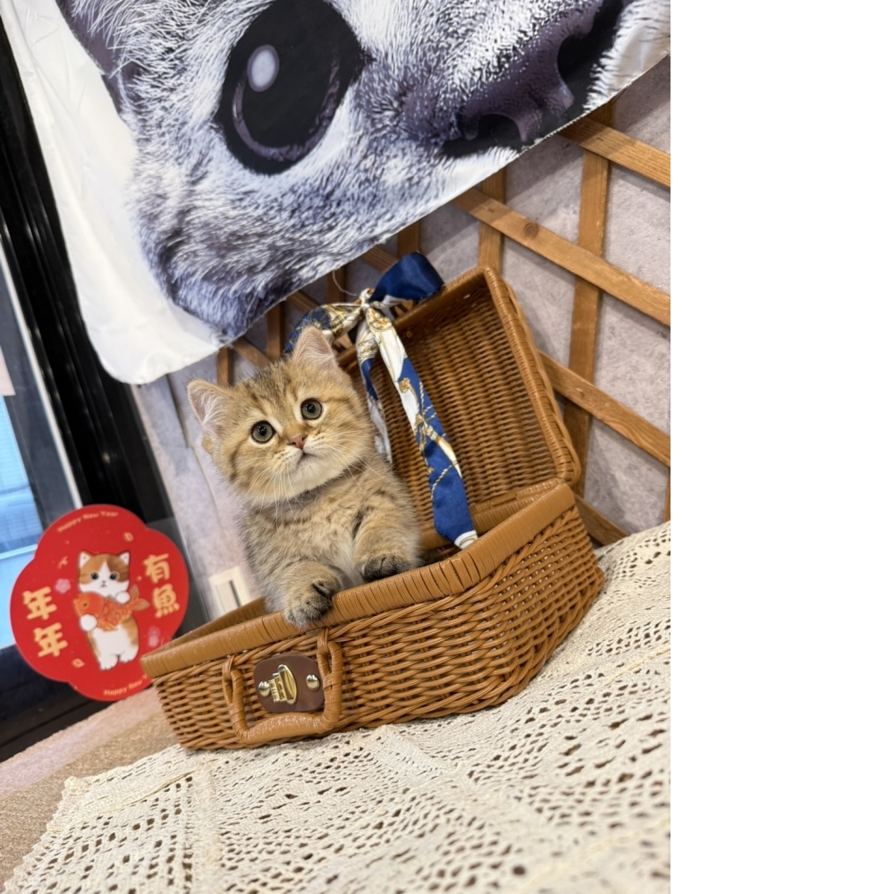 黑金漸層曼赤肯㊚弟弟 （☆已有家★）