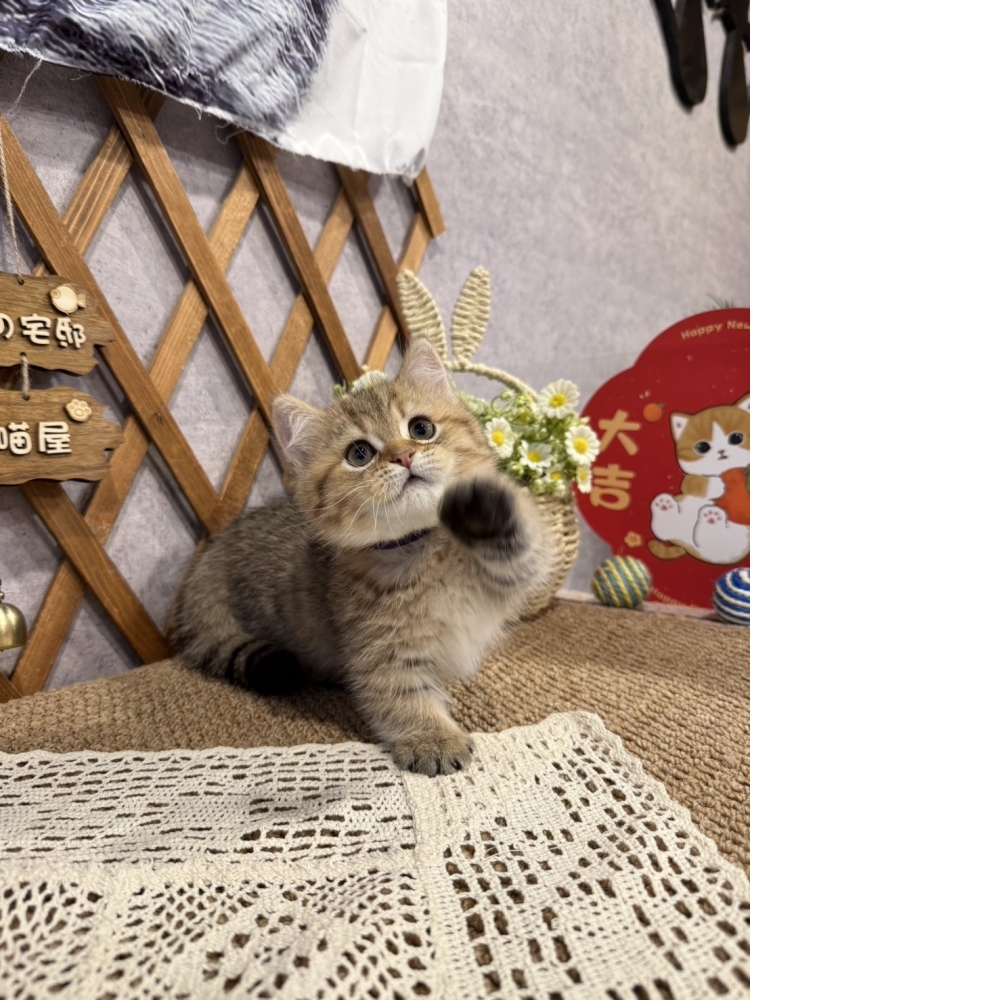 黑金漸層曼赤肯㊚弟弟 （☆已有家★）