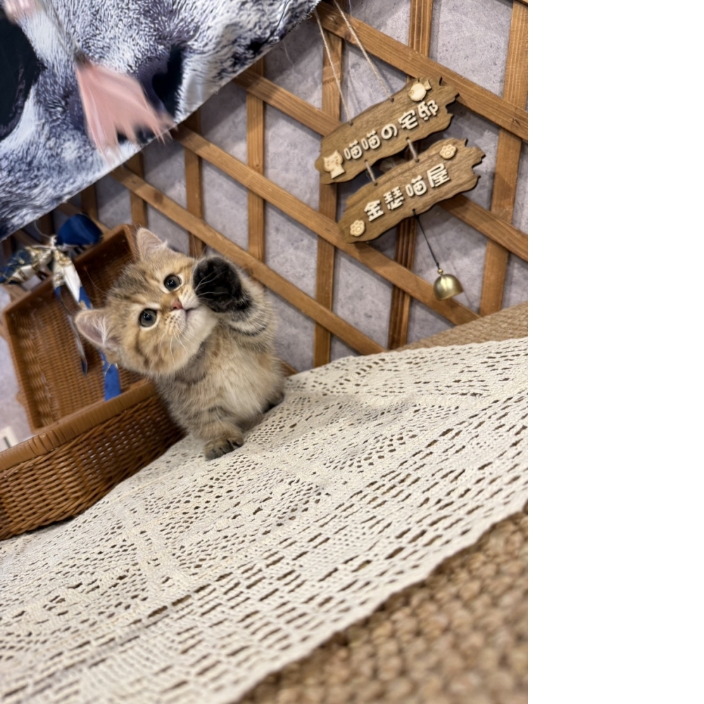 黑金漸層曼赤肯㊚弟弟 （☆已有家★）