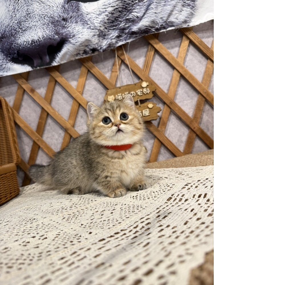黑金漸層曼赤肯㊛妹妹  （☆已有家★）