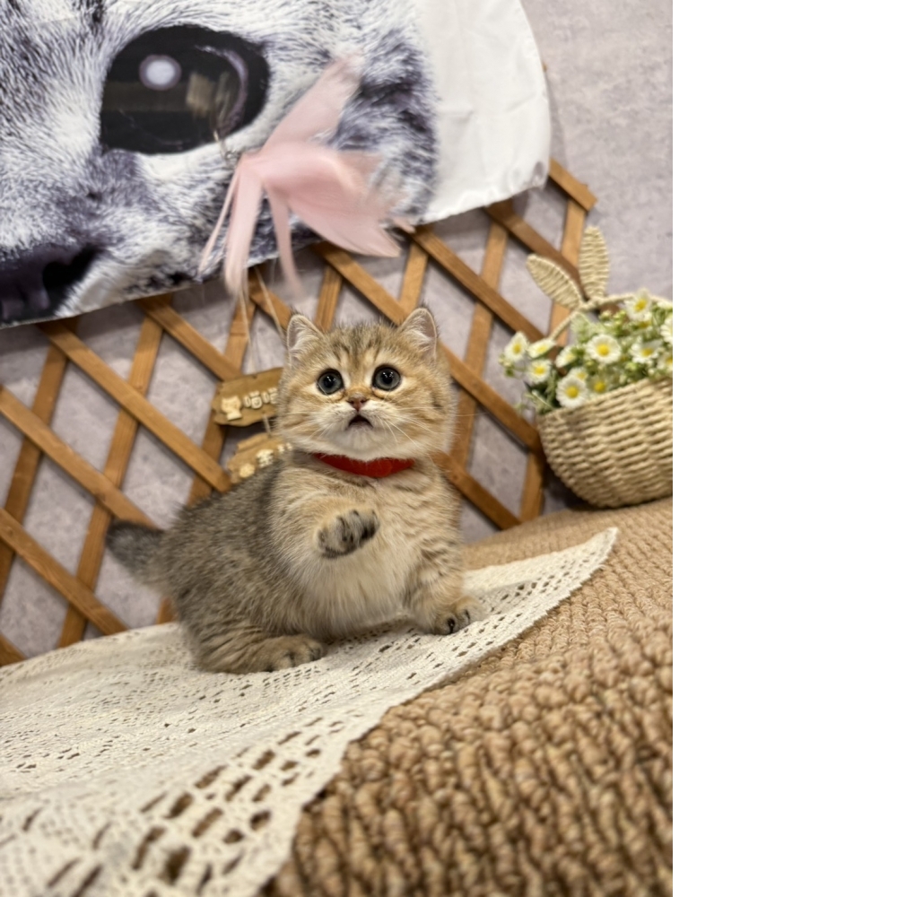 黑金漸層曼赤肯㊛妹妹  （☆已有家★）