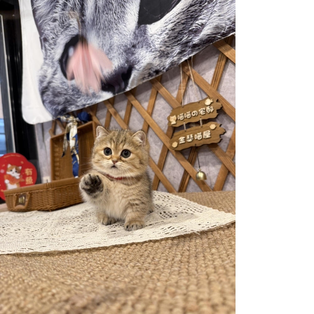 黑金漸層曼赤肯㊛妹妹  （☆已有家★）