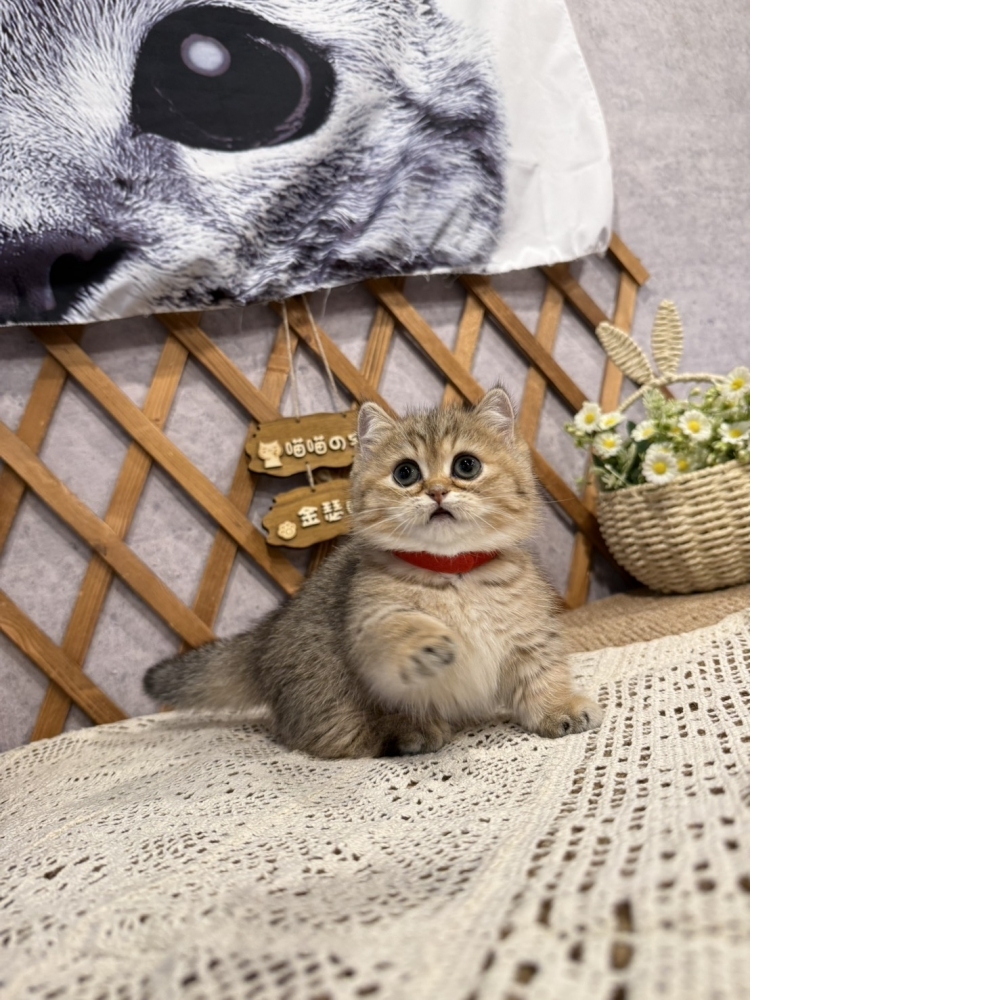 黑金漸層曼赤肯㊛妹妹  （☆已有家★）