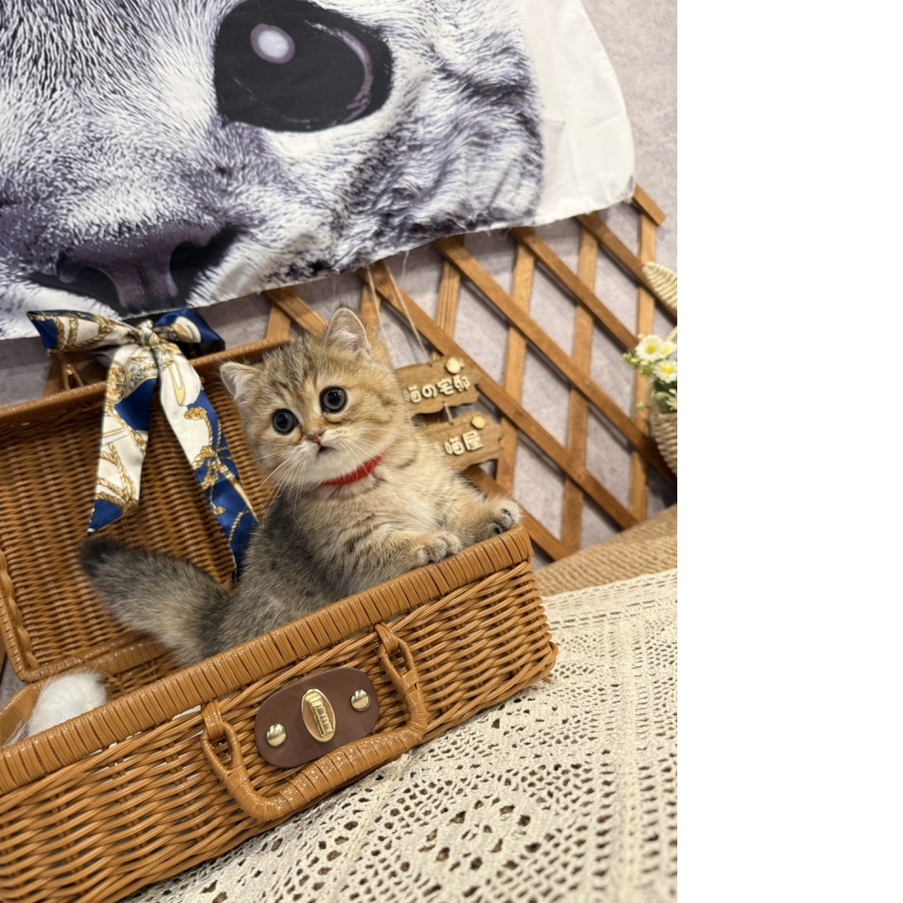 黑金漸層曼赤肯㊛妹妹  （☆已有家★）