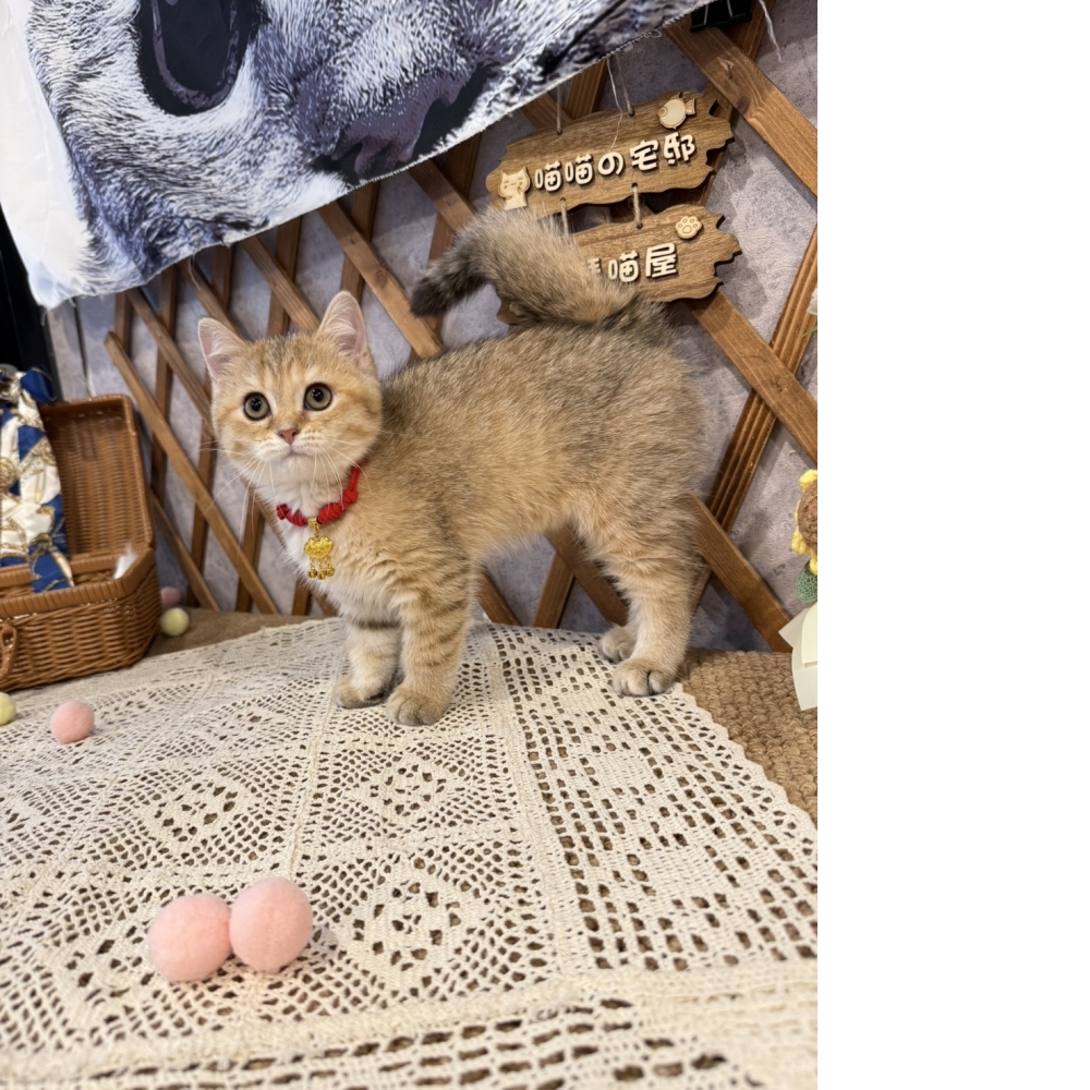 黑金漸層英短㊛妹妹（☆已有家★）