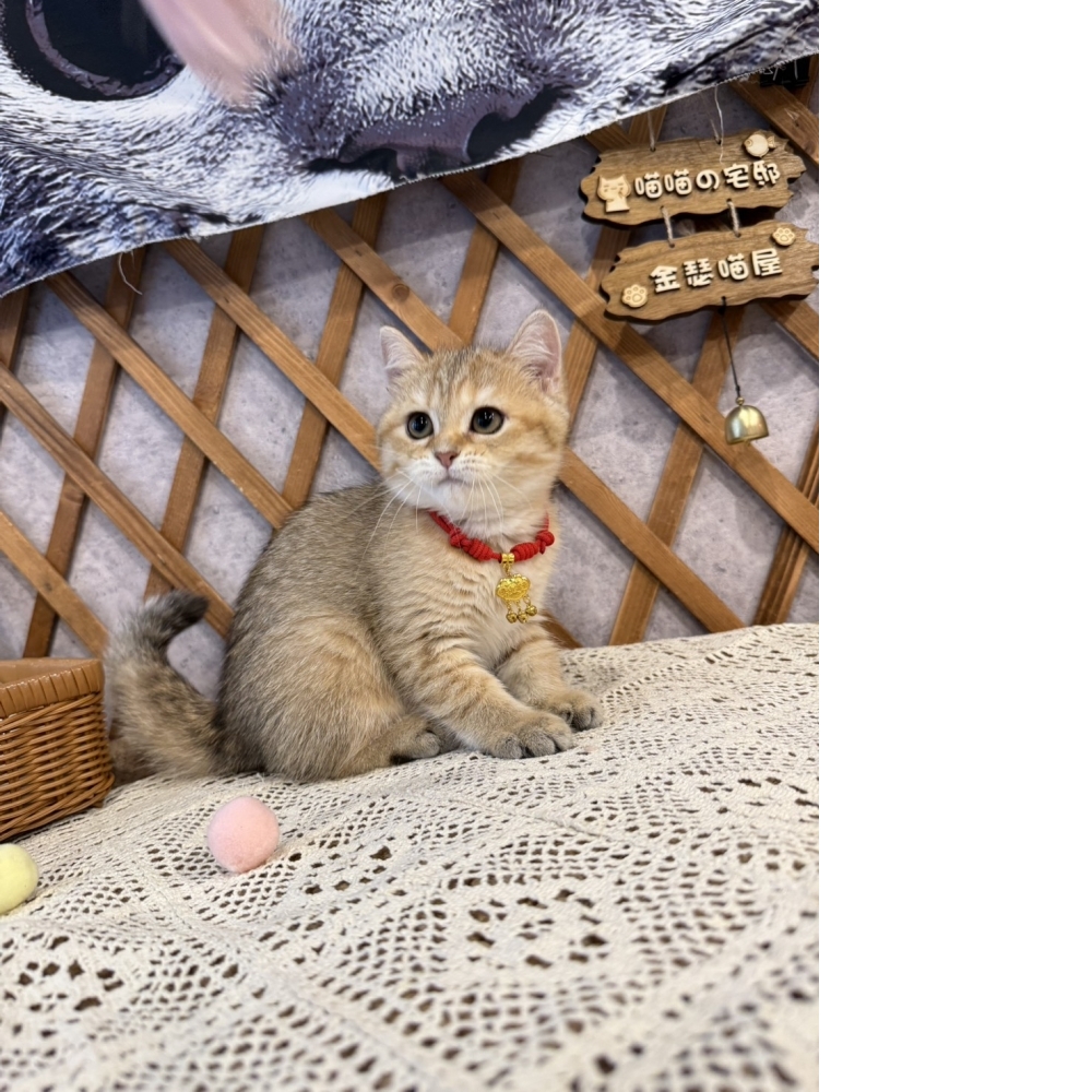 黑金漸層英短㊛妹妹（☆已有家★）