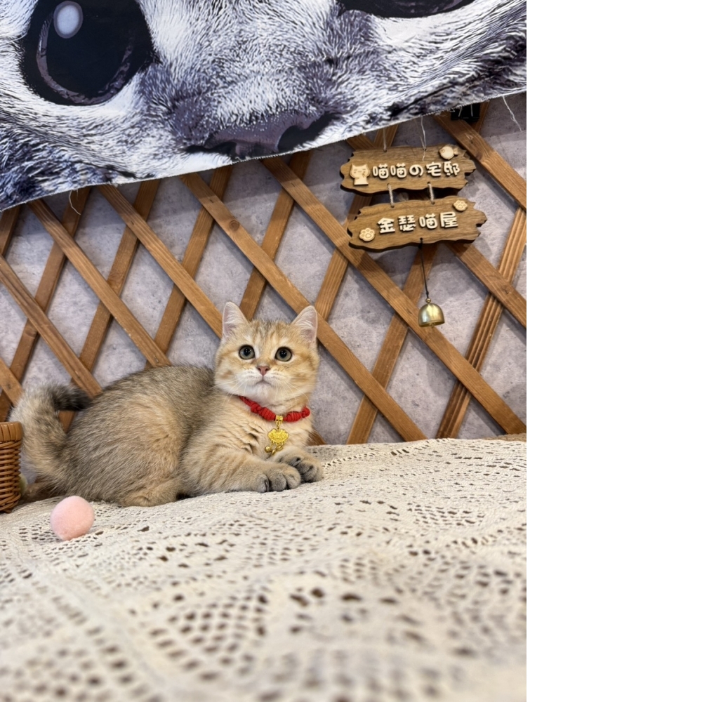 黑金漸層英短㊛妹妹（☆已有家★）