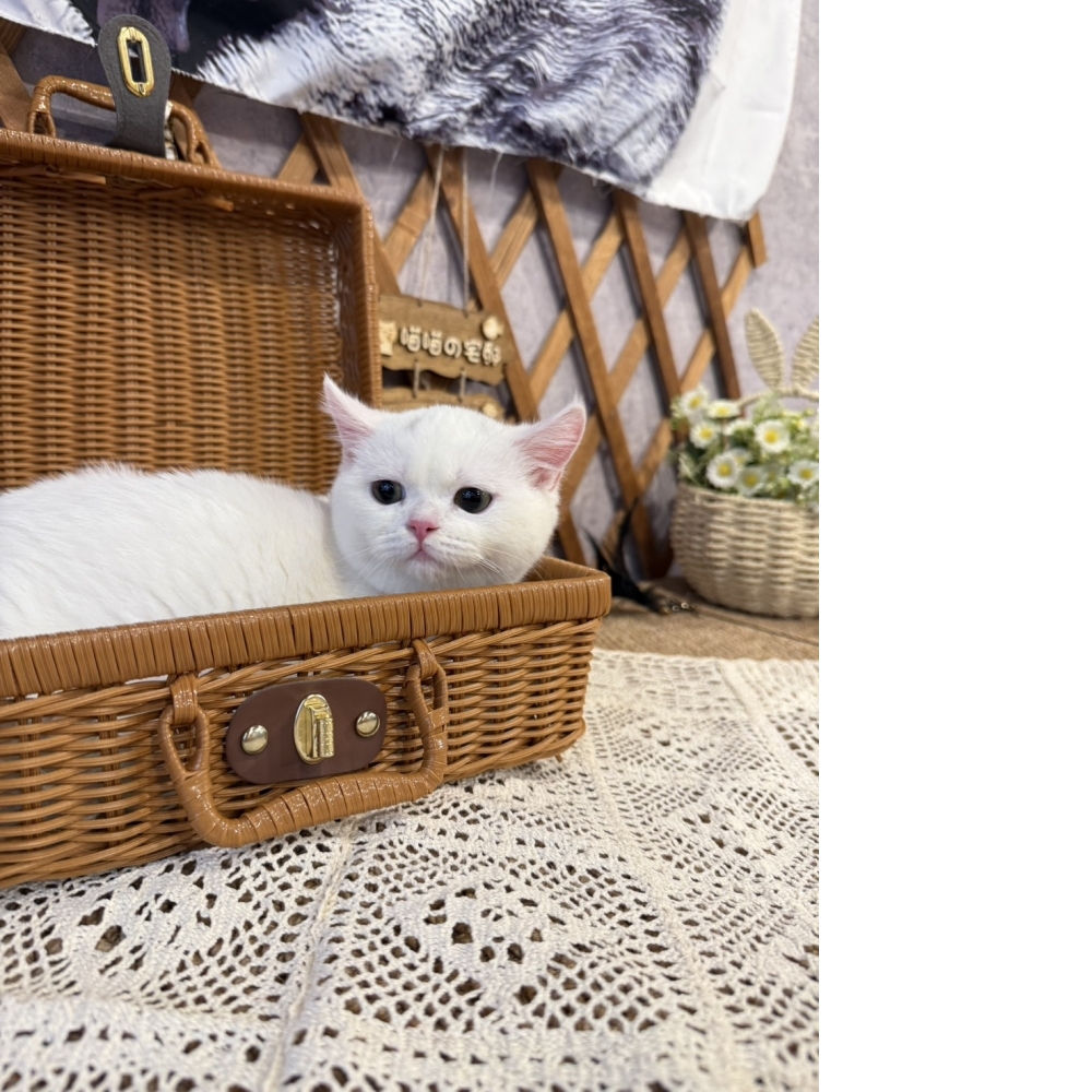 白英短㊛妹妹（☆已有家★）