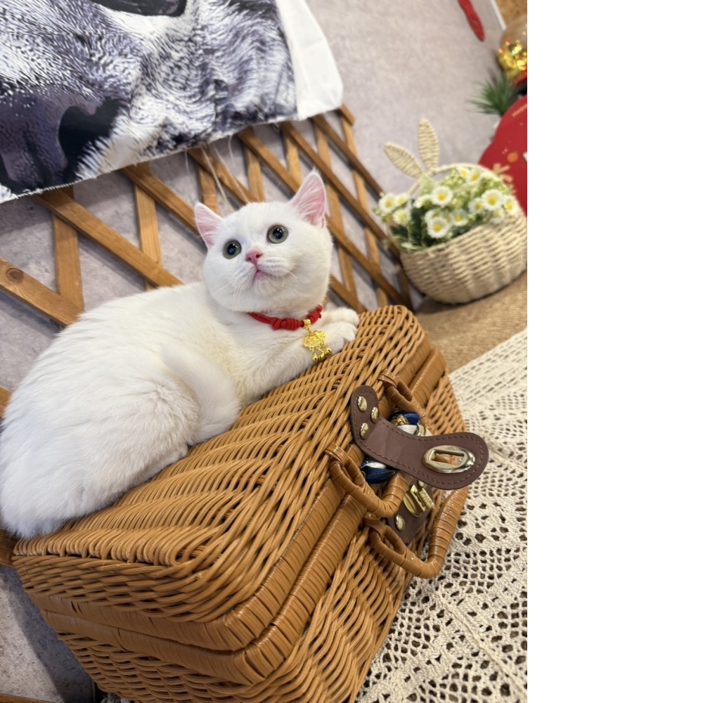 白英短㊛妹妹（☆已有家★）