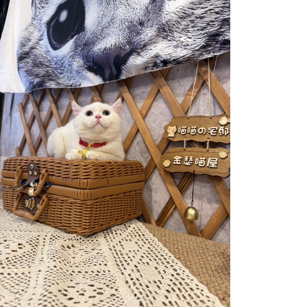白英短㊛妹妹（☆已有家★）