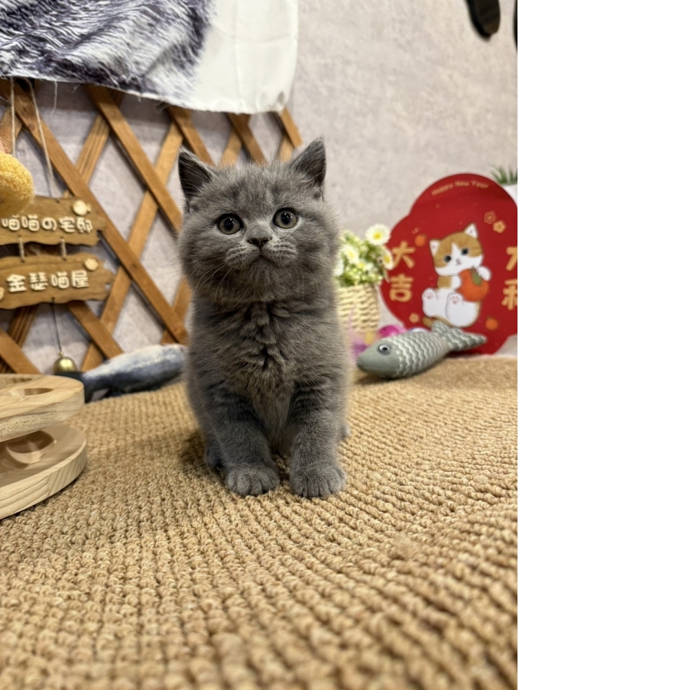 藍英短㊚弟弟（☆已有家★）