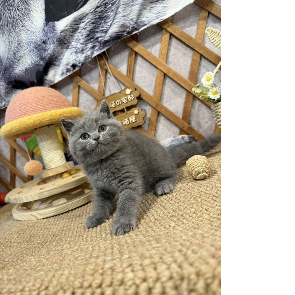藍英短㊚弟弟（☆已有家★）