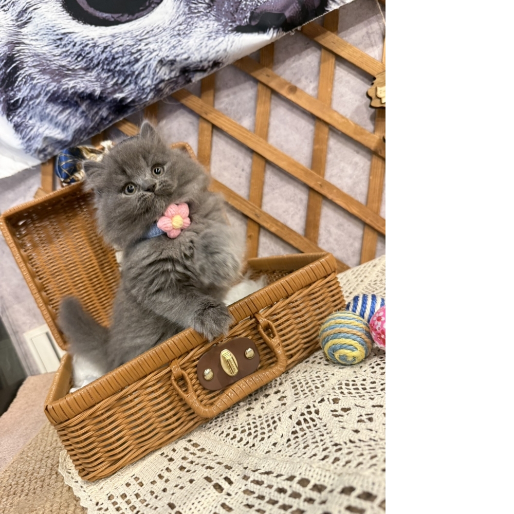藍英長㊚弟弟（☆已有家★）
