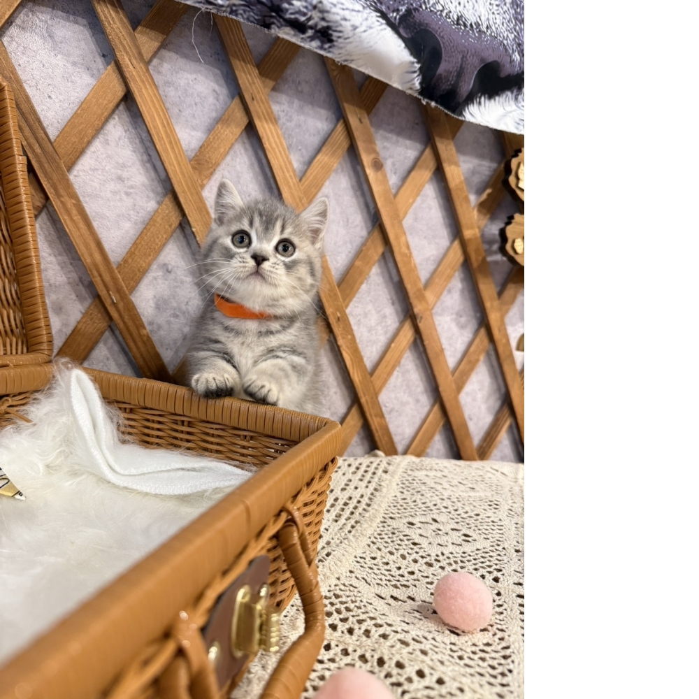 藍虎斑曼赤肯㊛妹妹 （☆已有家★）