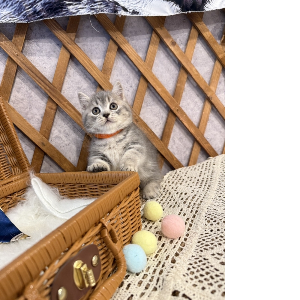 藍虎斑曼赤肯㊛妹妹 （☆已有家★）