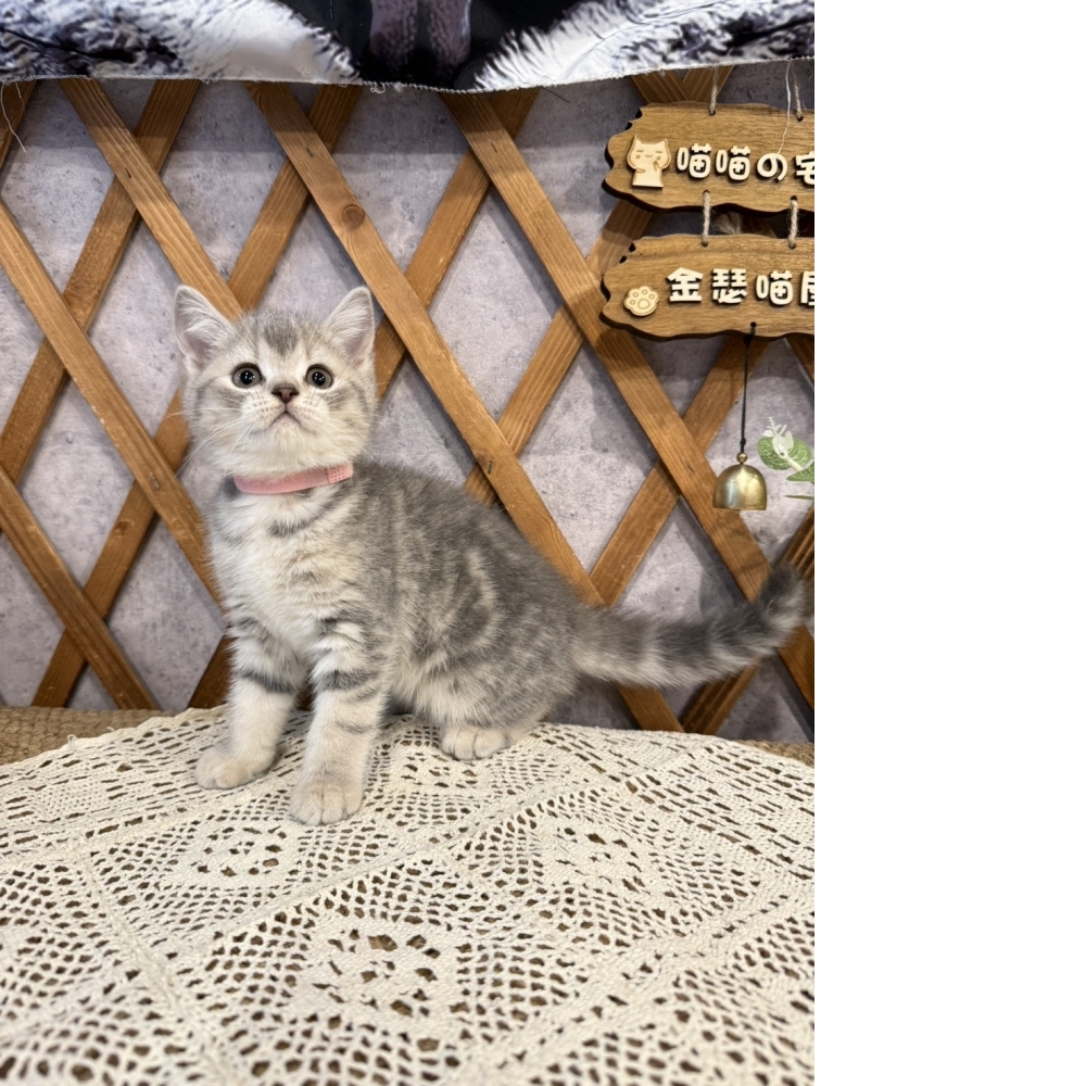 藍虎斑英短㊛妹妹 （☆已有家★）