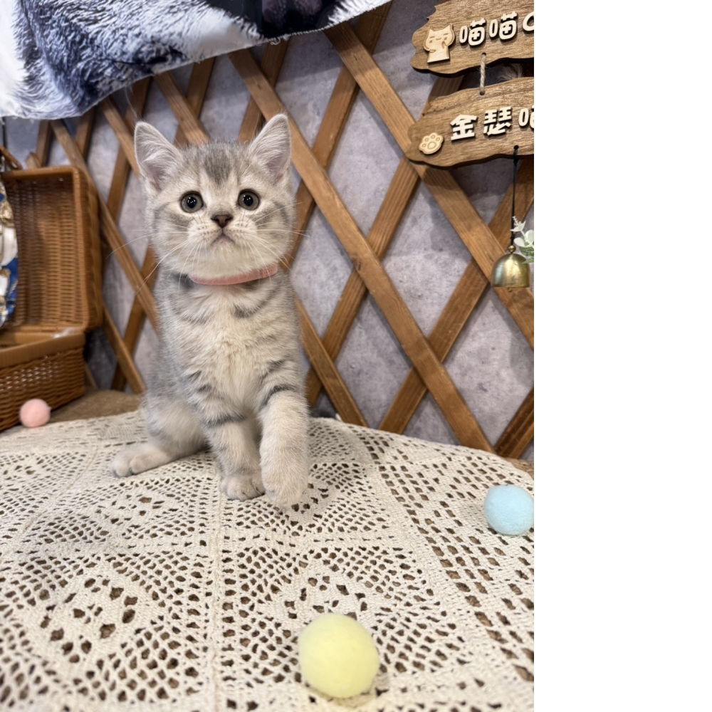 藍虎斑英短㊛妹妹 （☆已有家★）