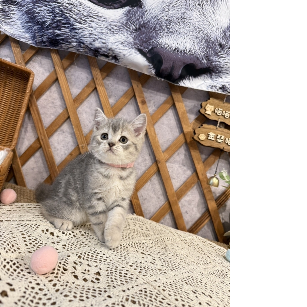 藍虎斑英短㊛妹妹 （☆已有家★）