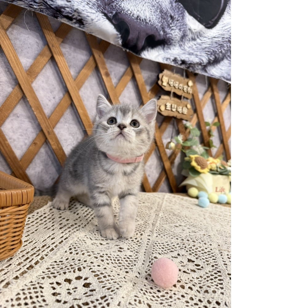 藍虎斑英短㊛妹妹 （☆已有家★）
