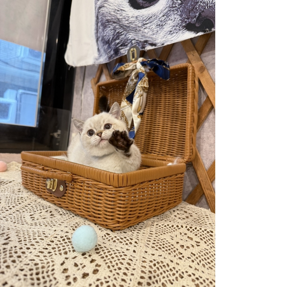 重點色曼赤肯㊚弟弟（☆已有家★）