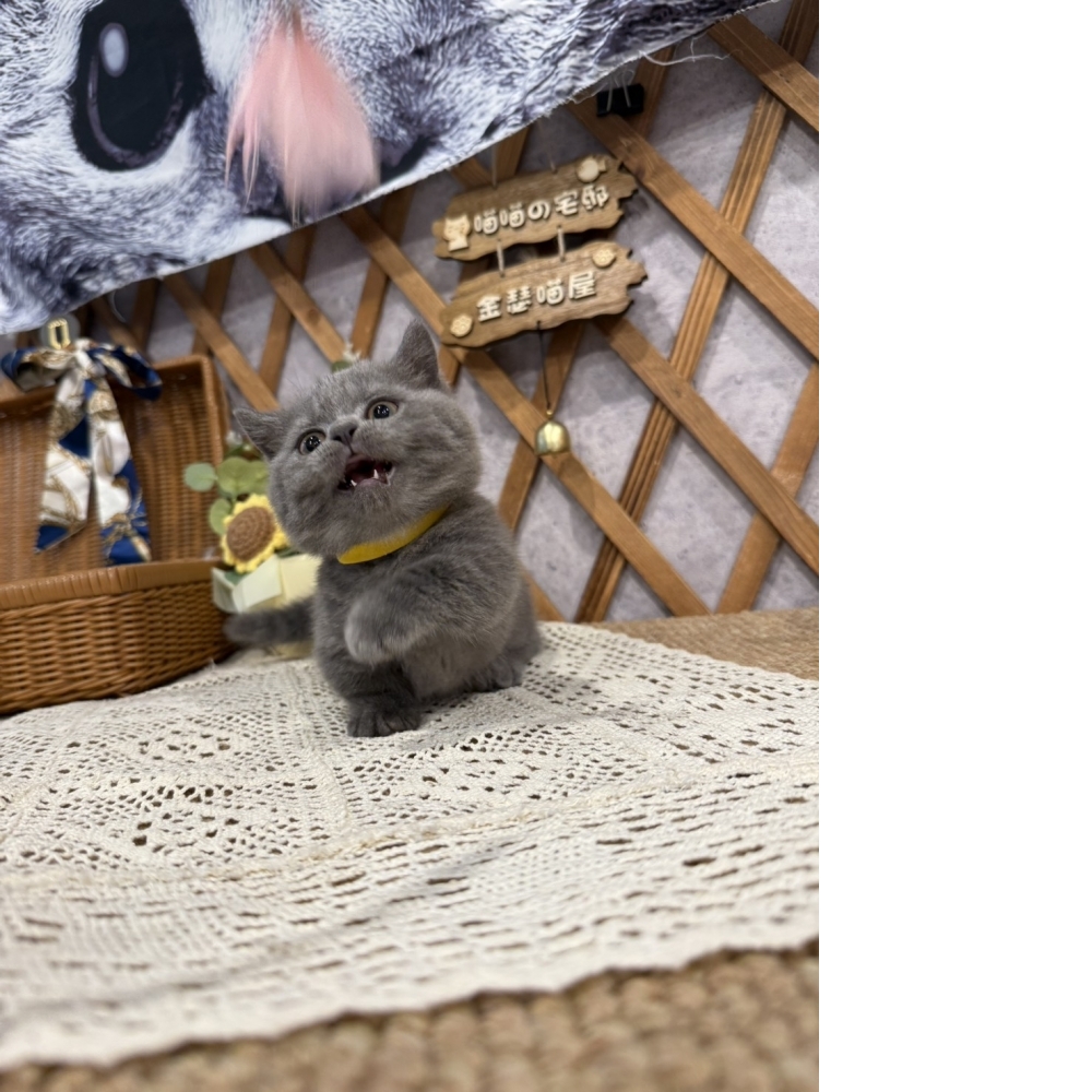 藍曼赤肯㊛妹妹（☆已有家★）