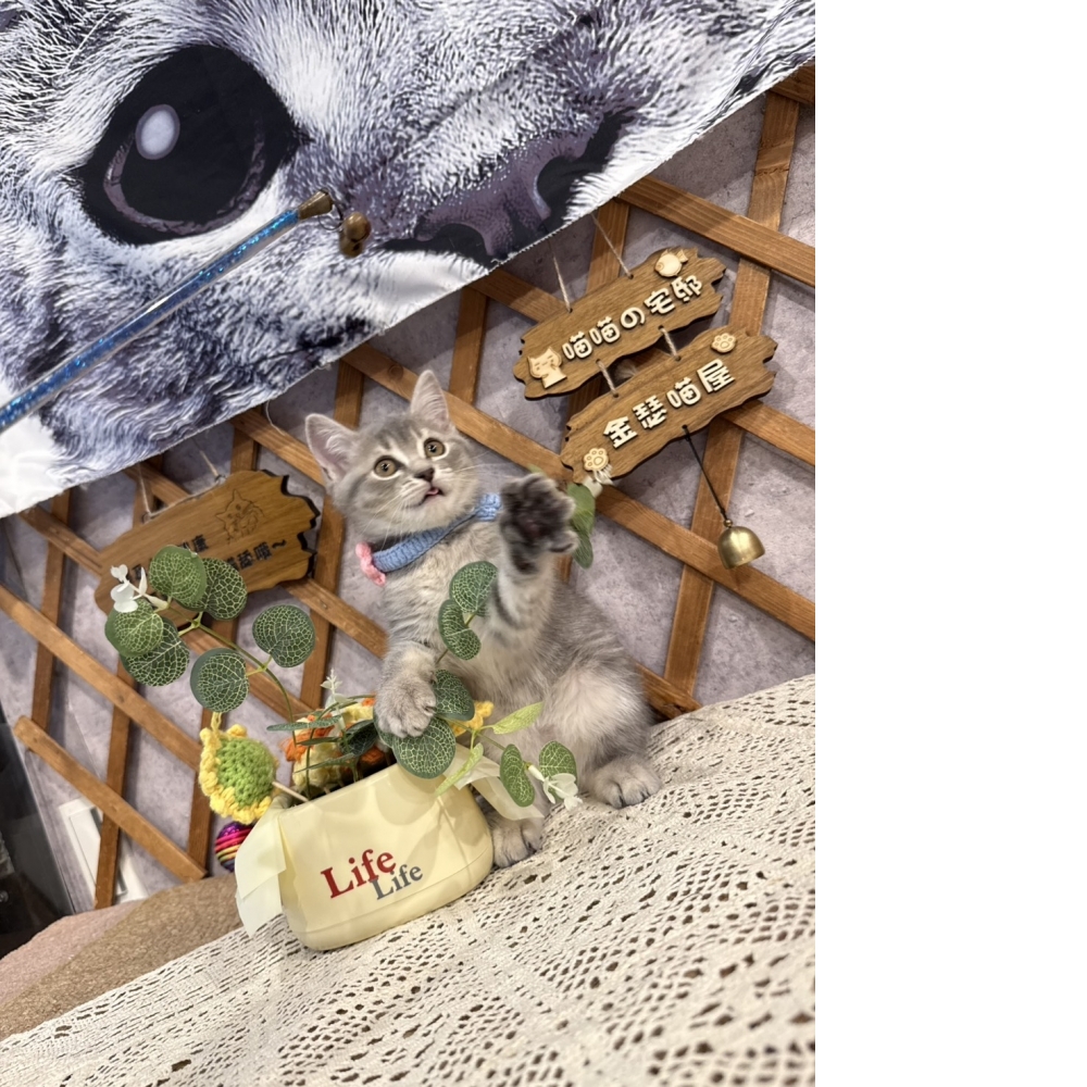 藍虎斑英短㊛妹妺