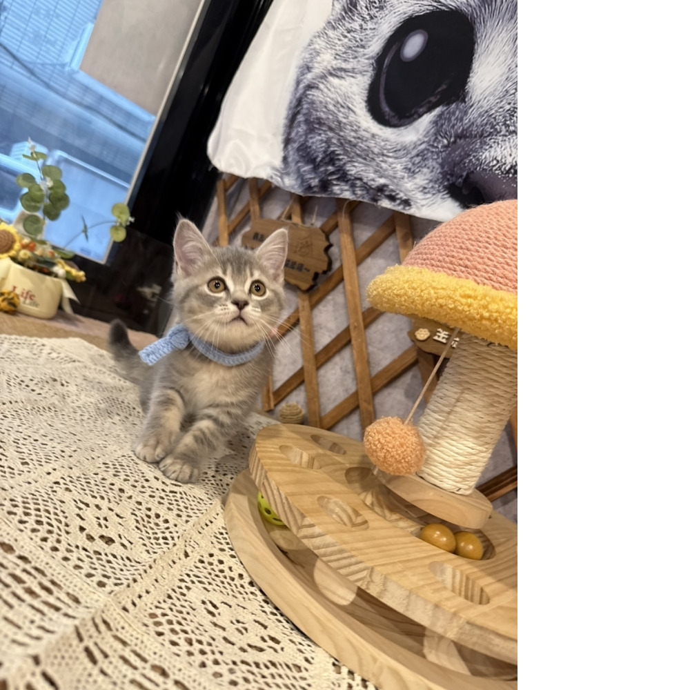 藍虎斑英短㊛妹妺