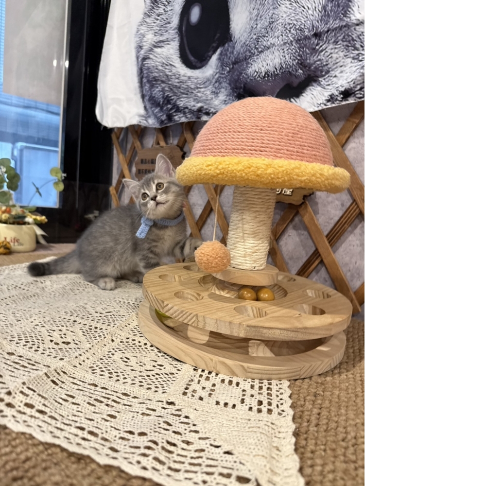 藍虎斑英短㊛妹妺