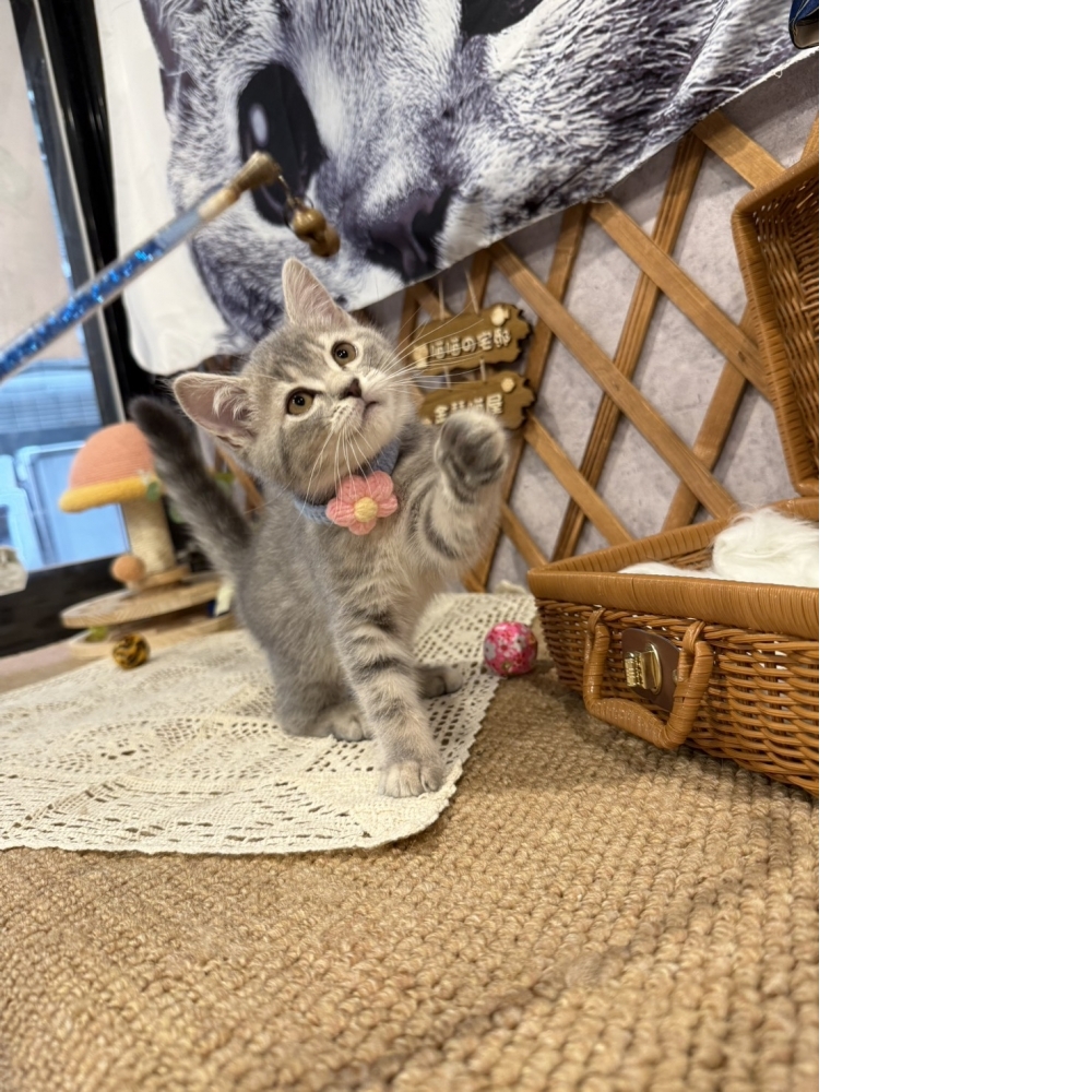 藍虎斑英短㊛妹妺