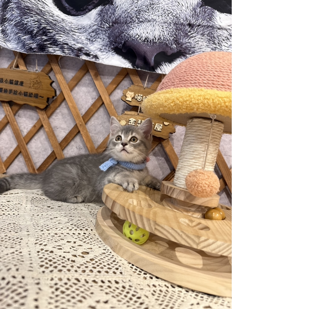 藍虎斑英短㊛妹妺