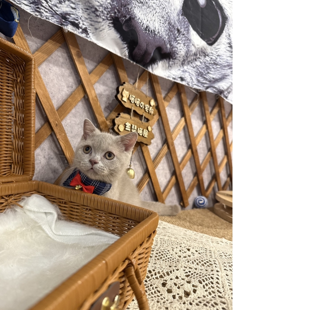 紫丁香曼赤肯㊚弟弟 