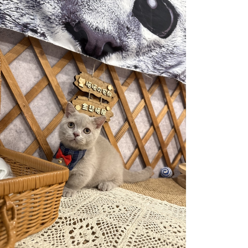 紫丁香曼赤肯㊚弟弟 