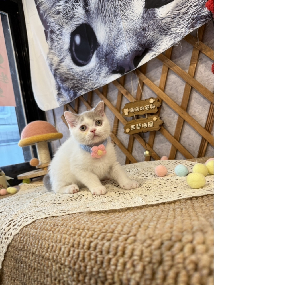 紫丁香多白英短㊚弟弟（優惠中!!）