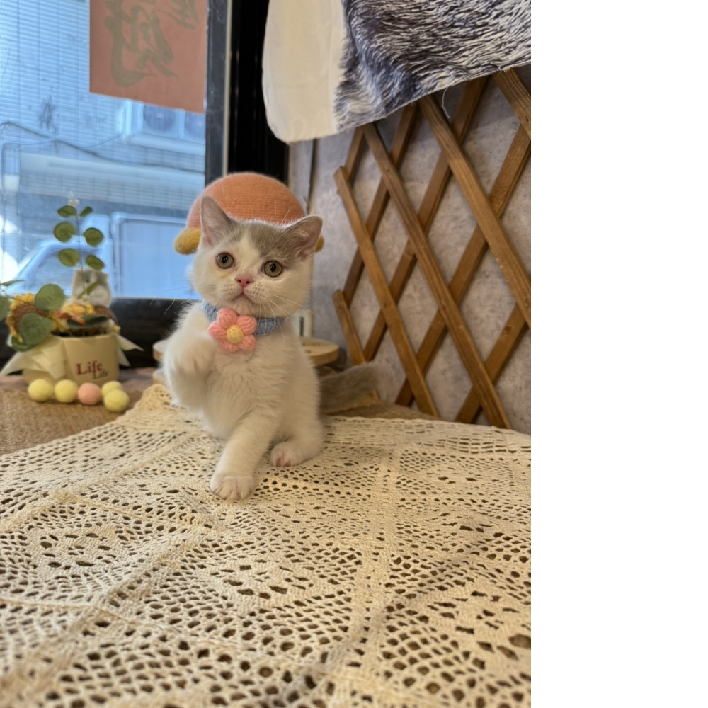 紫丁香多白英短㊚弟弟（優惠中!!）