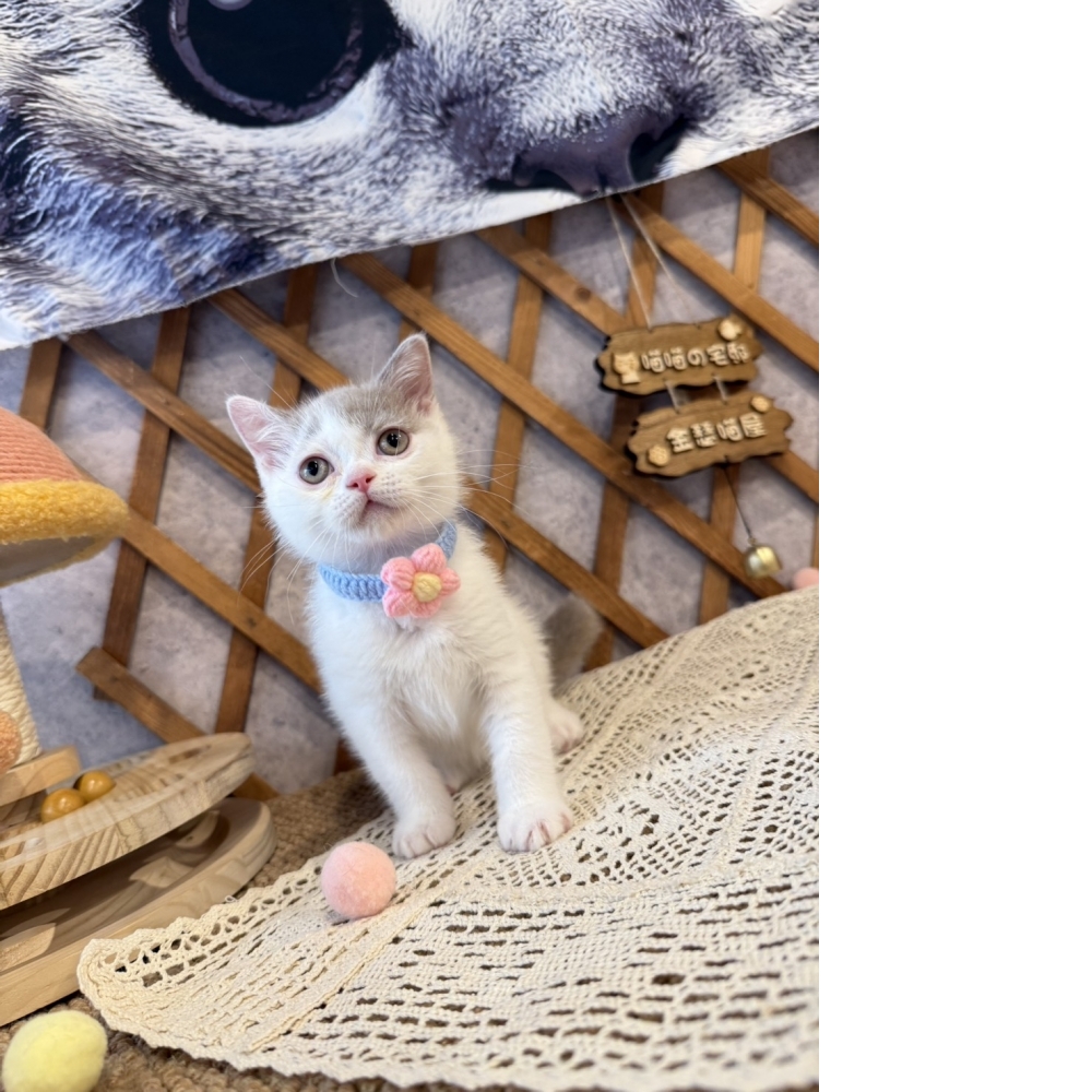 紫丁香多白英短㊚弟弟（優惠中!!）