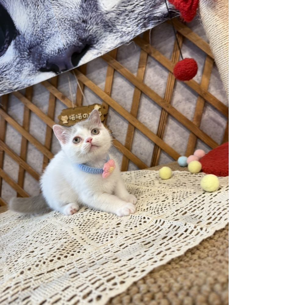 紫丁香多白英短㊚弟弟（優惠中!!）