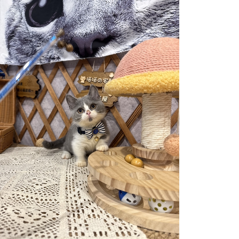 藍白賓士曼赤肯㊚弟弟 