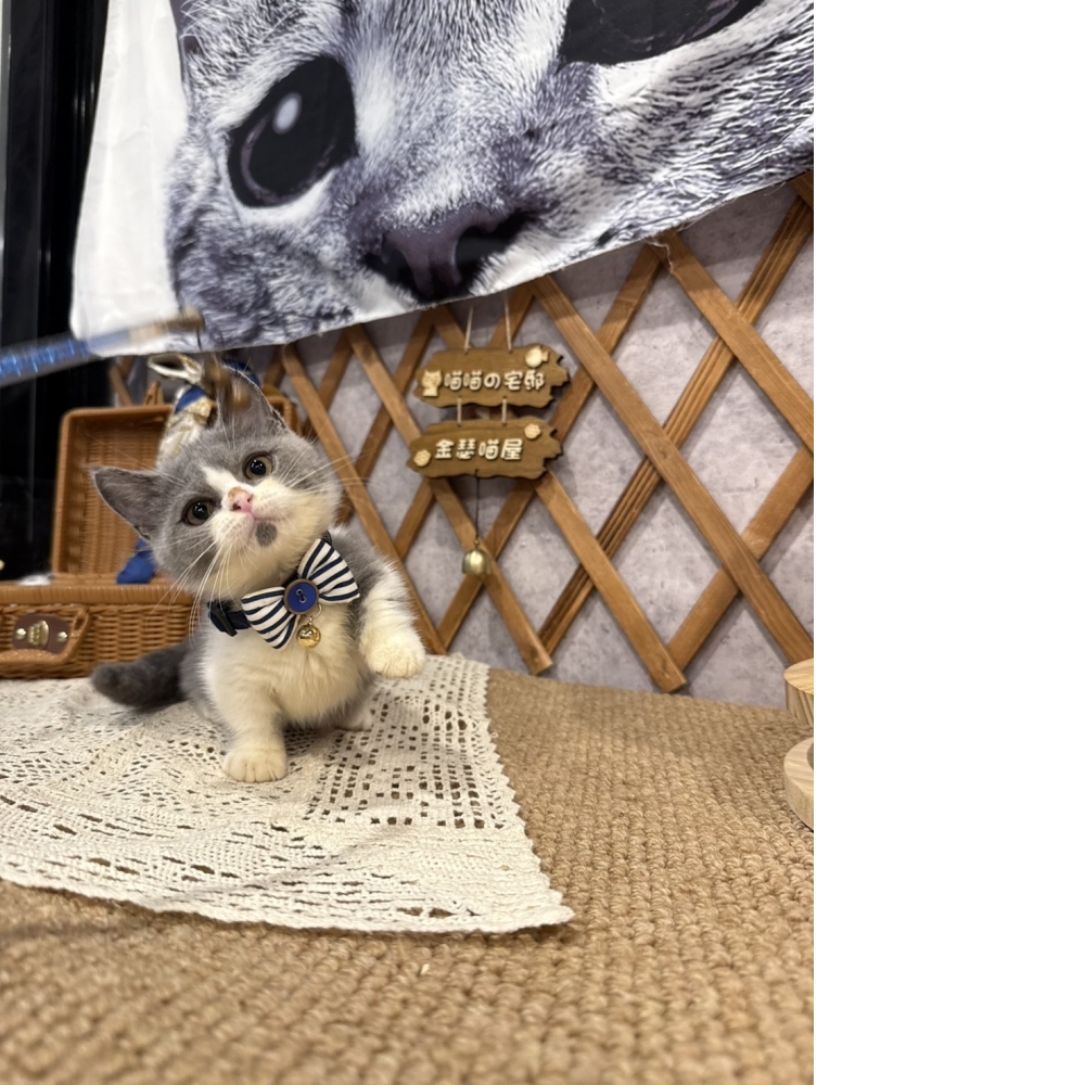 藍白賓士曼赤肯㊚弟弟 