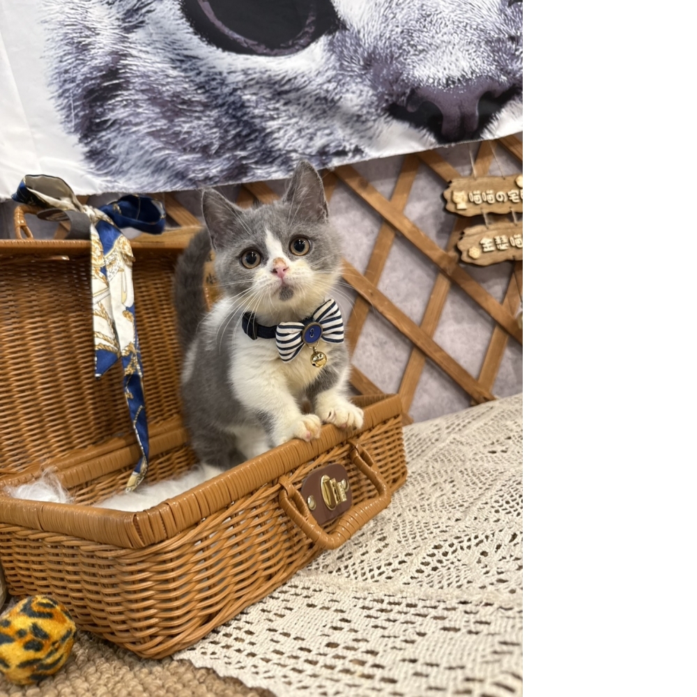 藍白賓士曼赤肯㊚弟弟 