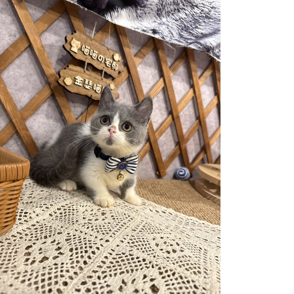 藍白賓士曼赤肯㊚弟弟 