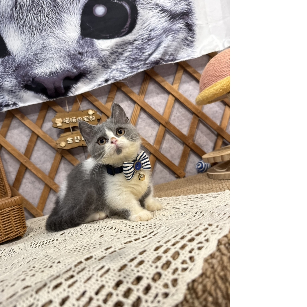 藍白賓士曼赤肯㊚弟弟 