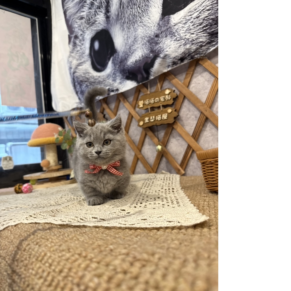 藍曼赤肯㊛妹妹【想要極短腿的看這邊!!】