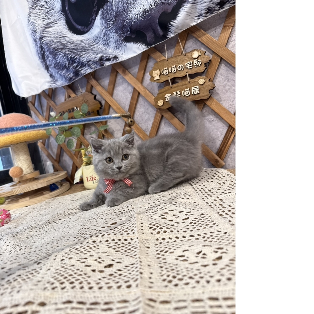 藍曼赤肯㊛妹妹【想要極短腿的看這邊!!】