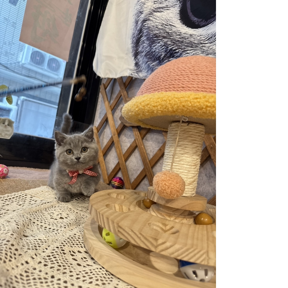 藍曼赤肯㊛妹妹【想要極短腿的看這邊!!】