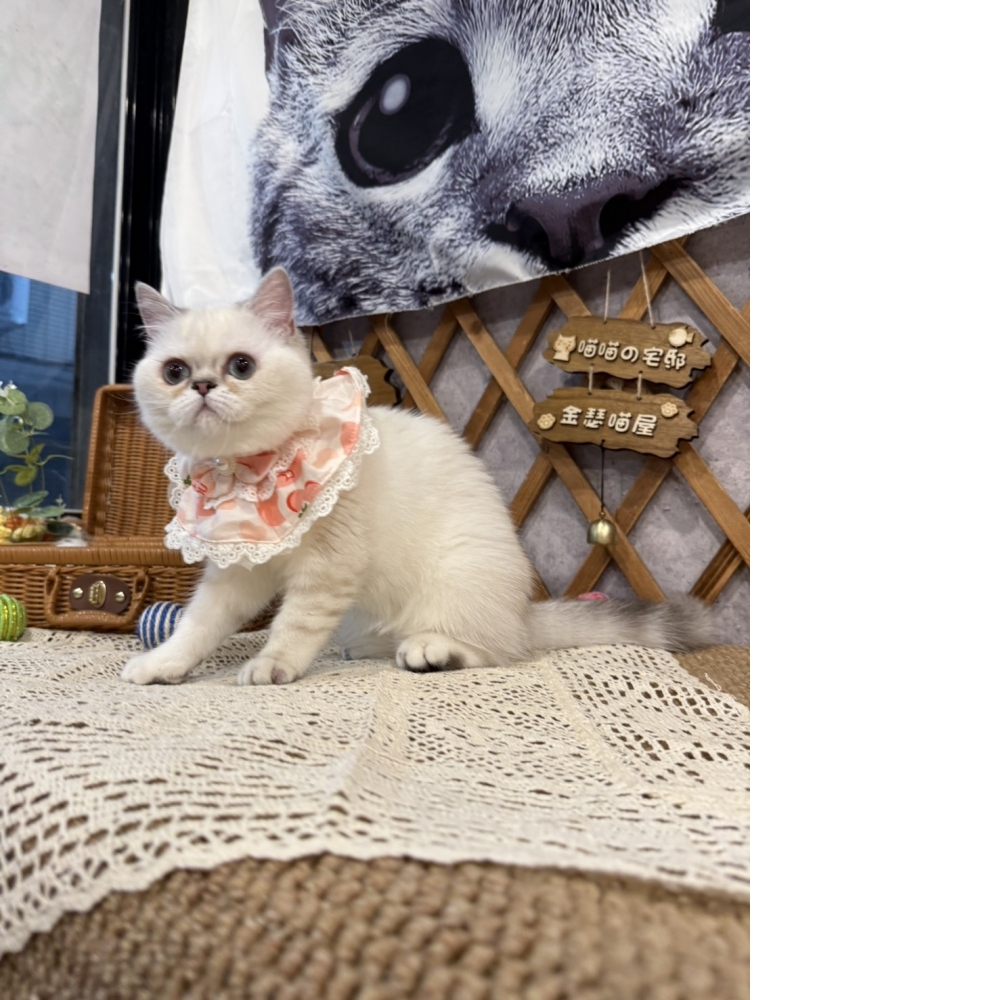 重點色英短㊛妹妹 (優惠中!!)