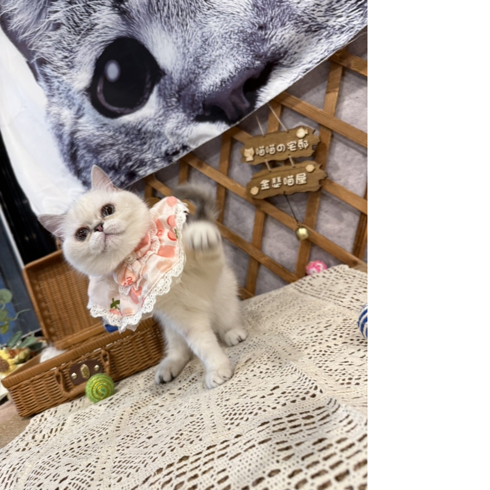 重點色英短㊛妹妹 (優惠中!!)