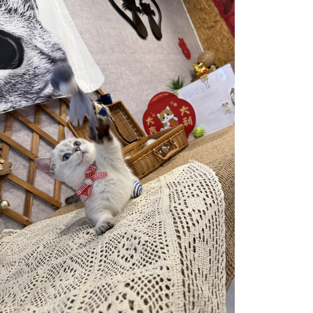 重點色曼赤肯㊛妹妹