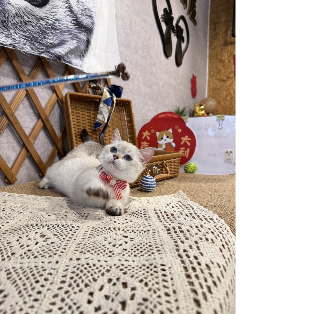 重點色曼赤肯㊛妹妹